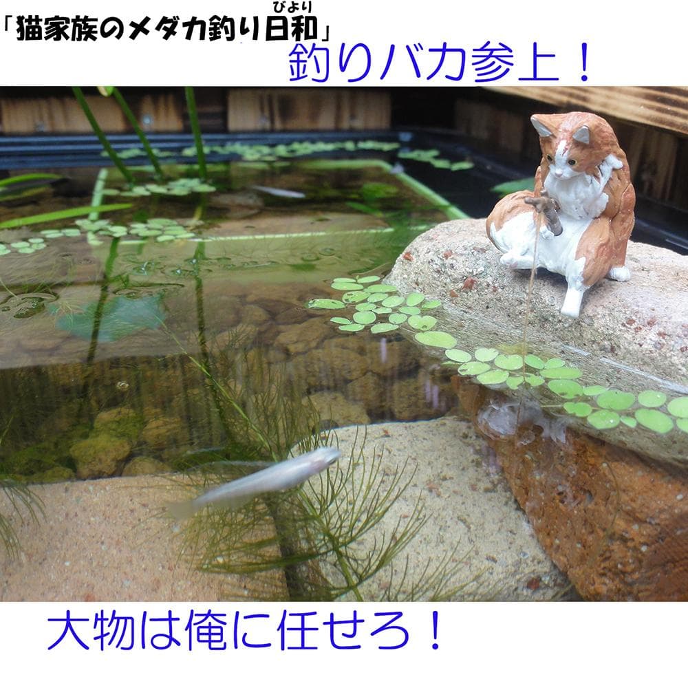 高さの有るビオトープ 60L　トロ舟＆木枠セット（3D防鳥網付き・棚付き）