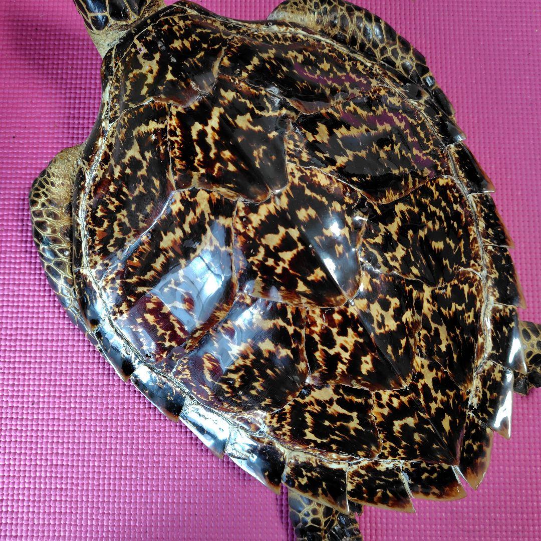 亀 　タイマイ 　剥製