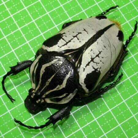 カメルーン産　アルバトス f.ストリアトス ゴライアス71mm