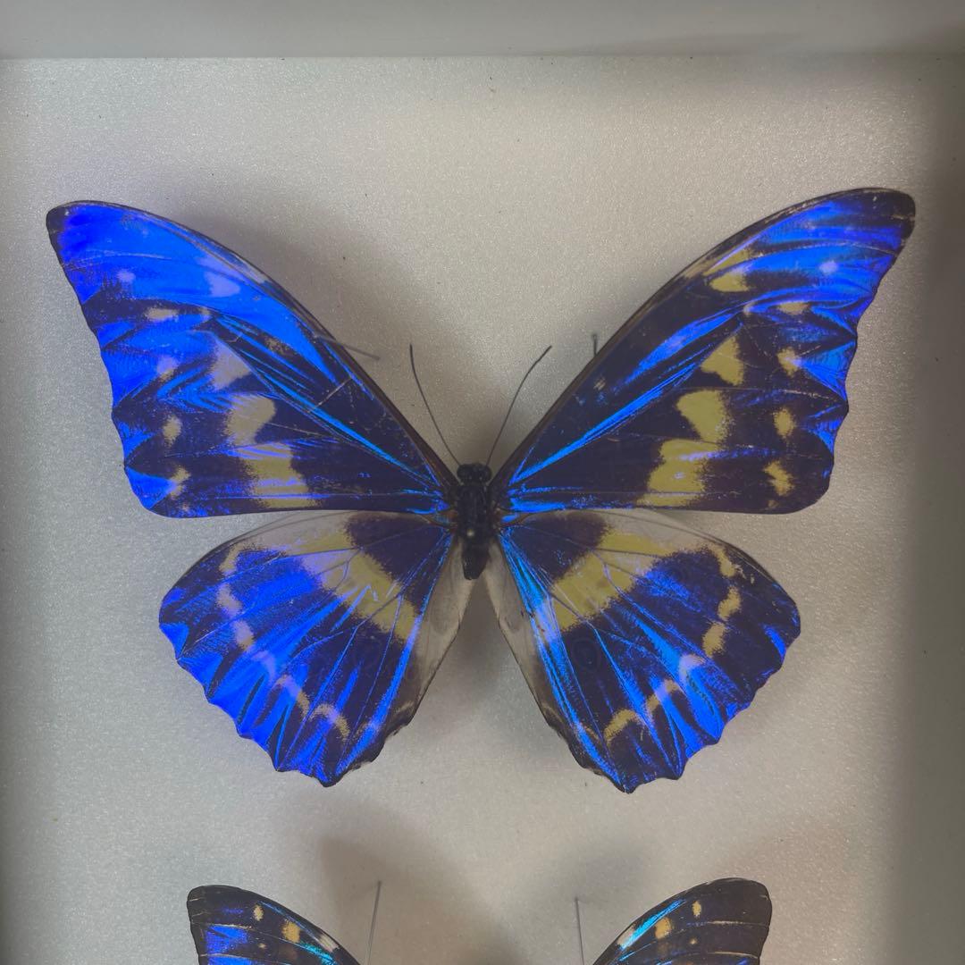 a*i様 モルフォ蝶
