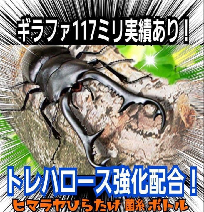 極上！ヒマラヤひらたけ菌糸ブロック【6個】トレハロース強化配合！オオクワに抜群！