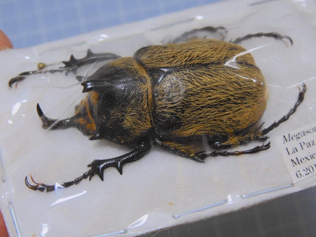 標本 Mexico Megasoma thersites 39mm