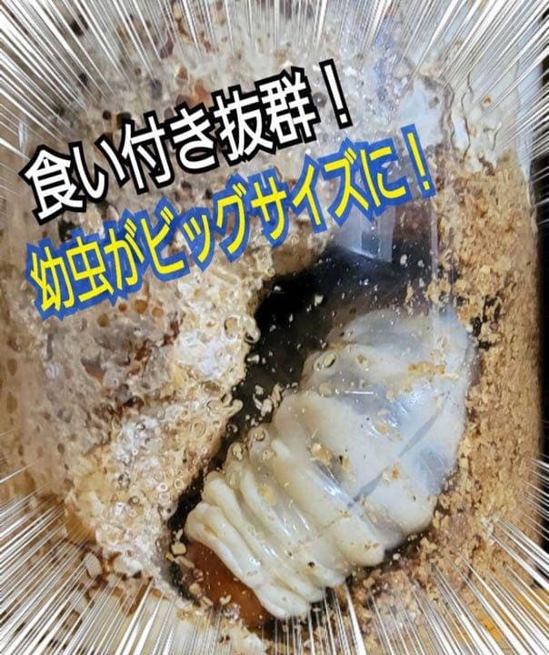 極上！ヒマラヤひらたけ菌糸ブロック【7個】トレハロース強化配合！オオクワに抜群！