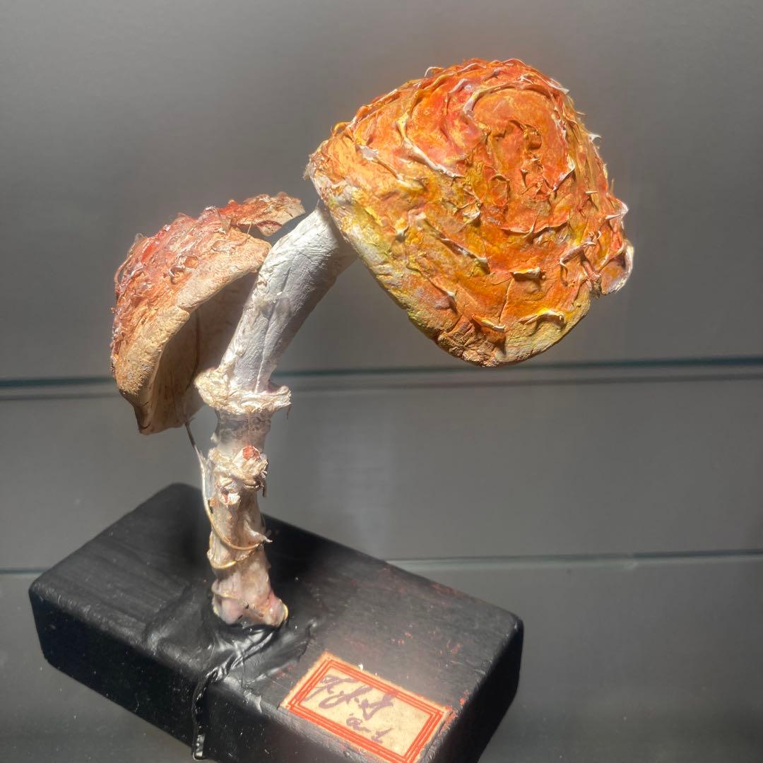 フランス　きのこ　模型　ビンテージ　実験　レトロ　石膏