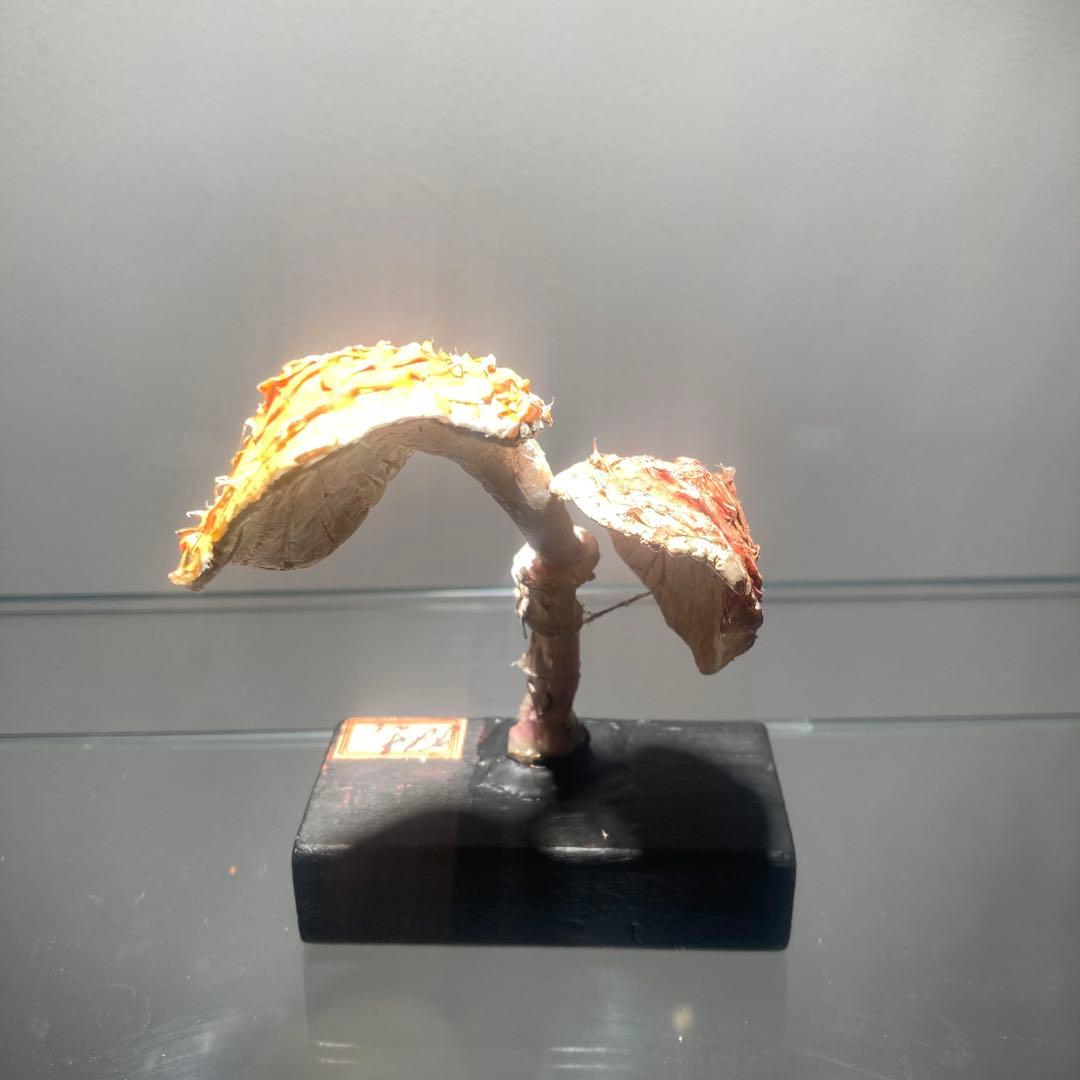 フランス　きのこ　模型　ビンテージ　実験　レトロ　石膏