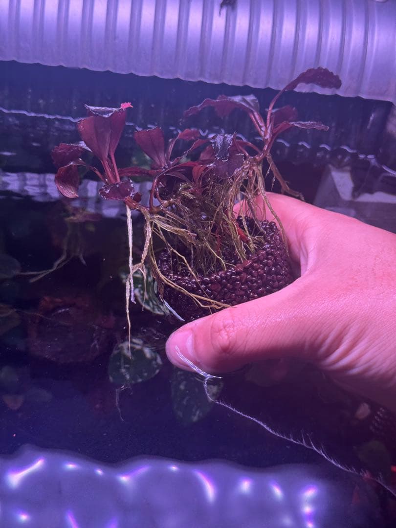 ブセファランドラsp.キングデビル　群生株　特大株