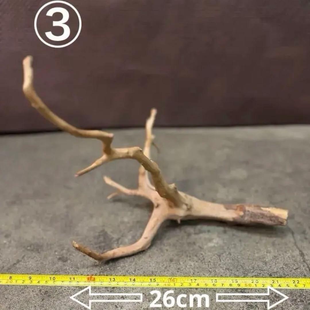 ブランチウッド アクアリウム＆テラリウム流木5本組SET(オマケ流木3本付き)