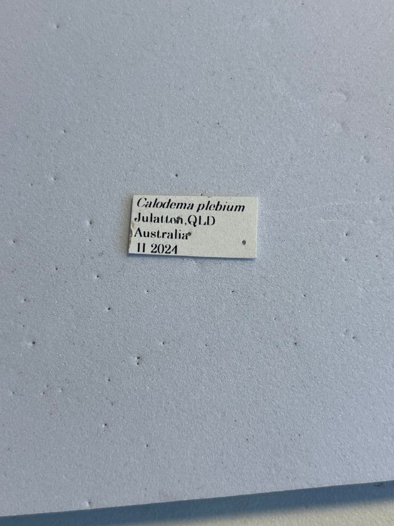 【39mm】クロモンベニオウサマムカシタマムシCalodema 標本スハンダエ
