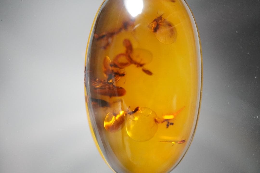 天然　琥珀　特大45ｃｔオーバー　虫入り