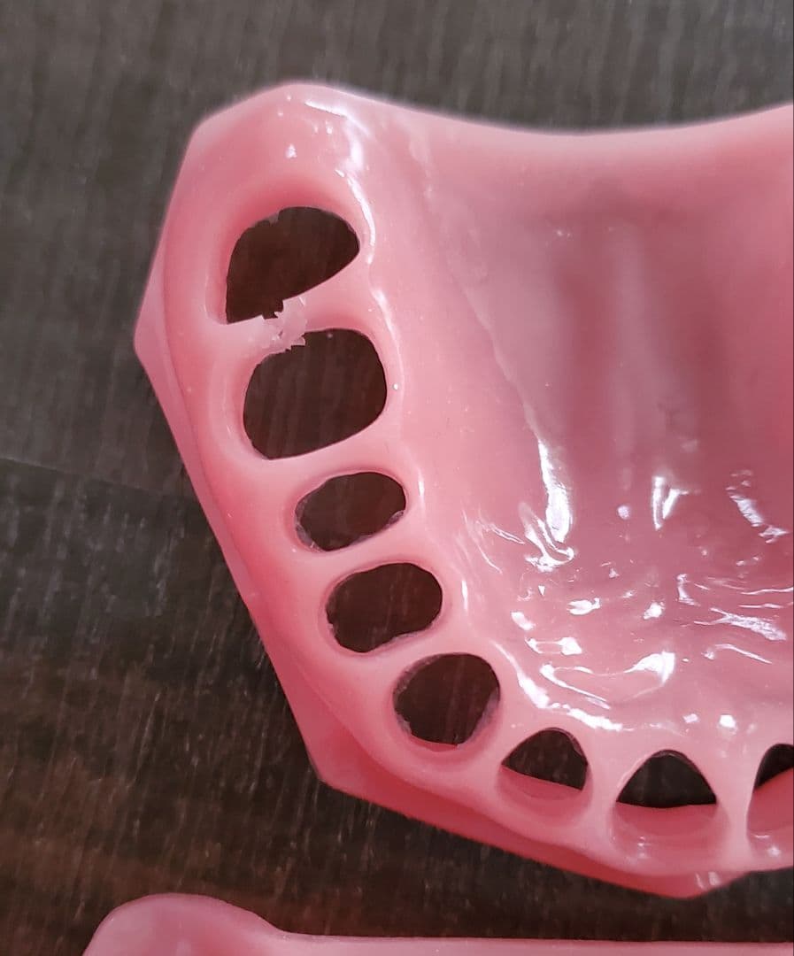 【ニッシン】 歯科模型 頬粘膜 歯科衛生士 NISSIN デンタルモデル