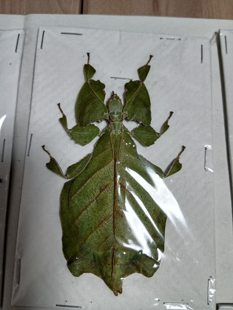 海外産標本｜インドネシア産 ナナフシモドキ（木葉虫）昆虫標本