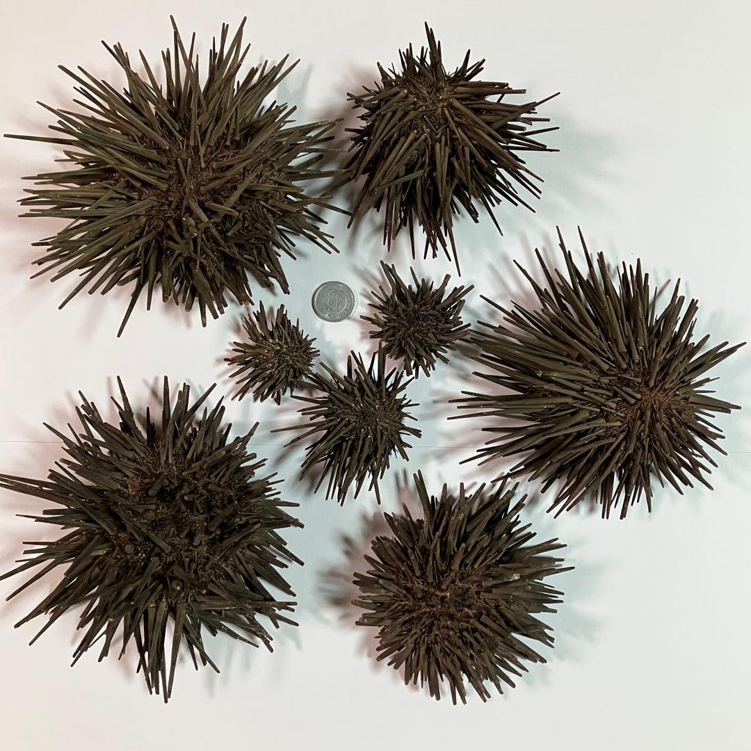 ウニ／クロウニ棘付き標本5個　No.157