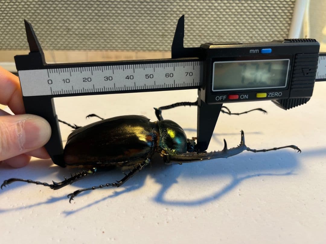 【73mm】ヤンソニーテナガコガネ　カメムシサシガメ甲虫昆虫標本ハムシフンチュウ