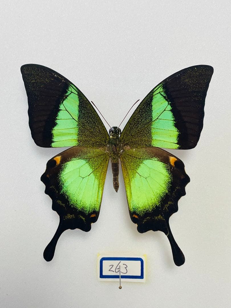 パピリオブッダ（オス、インド・ニルギリ産）