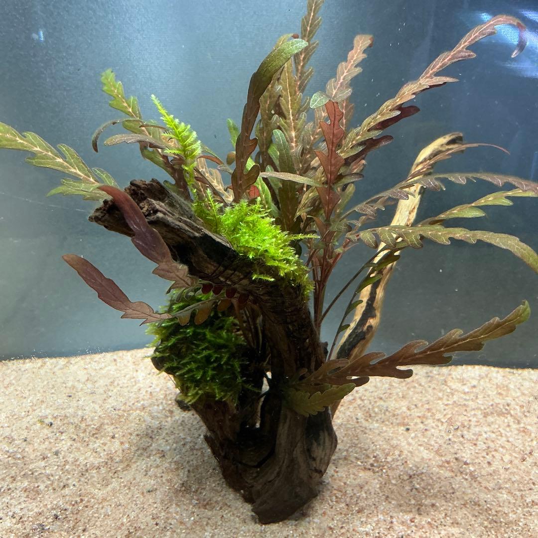 【第四種郵便】ジャイアント南米モス活着ティア付流木12cmとピンナ流木