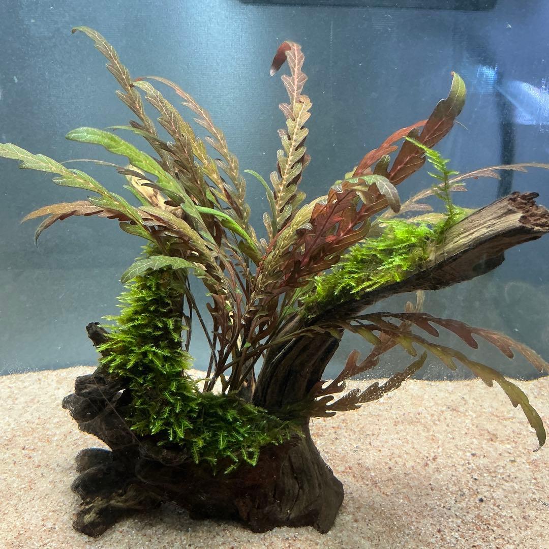 【第四種郵便】ジャイアント南米モス活着ティア付流木12cmとピンナ流木