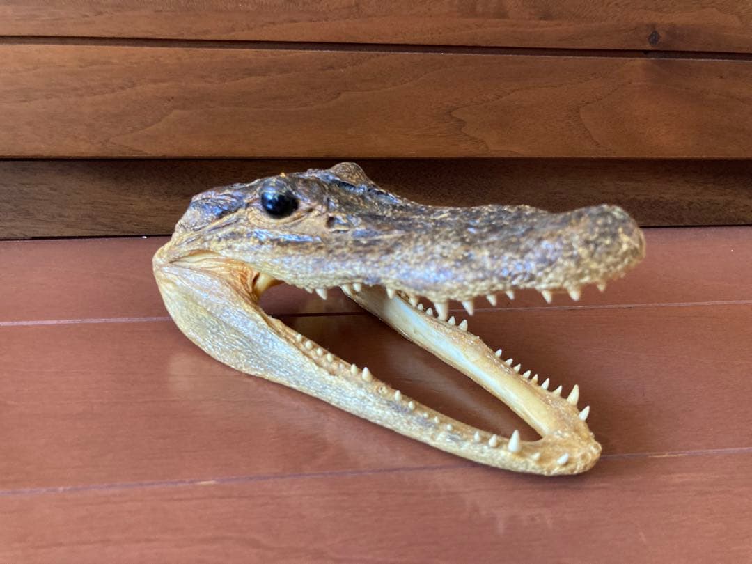 ワニ　カイマン　アリゲーター　頭部