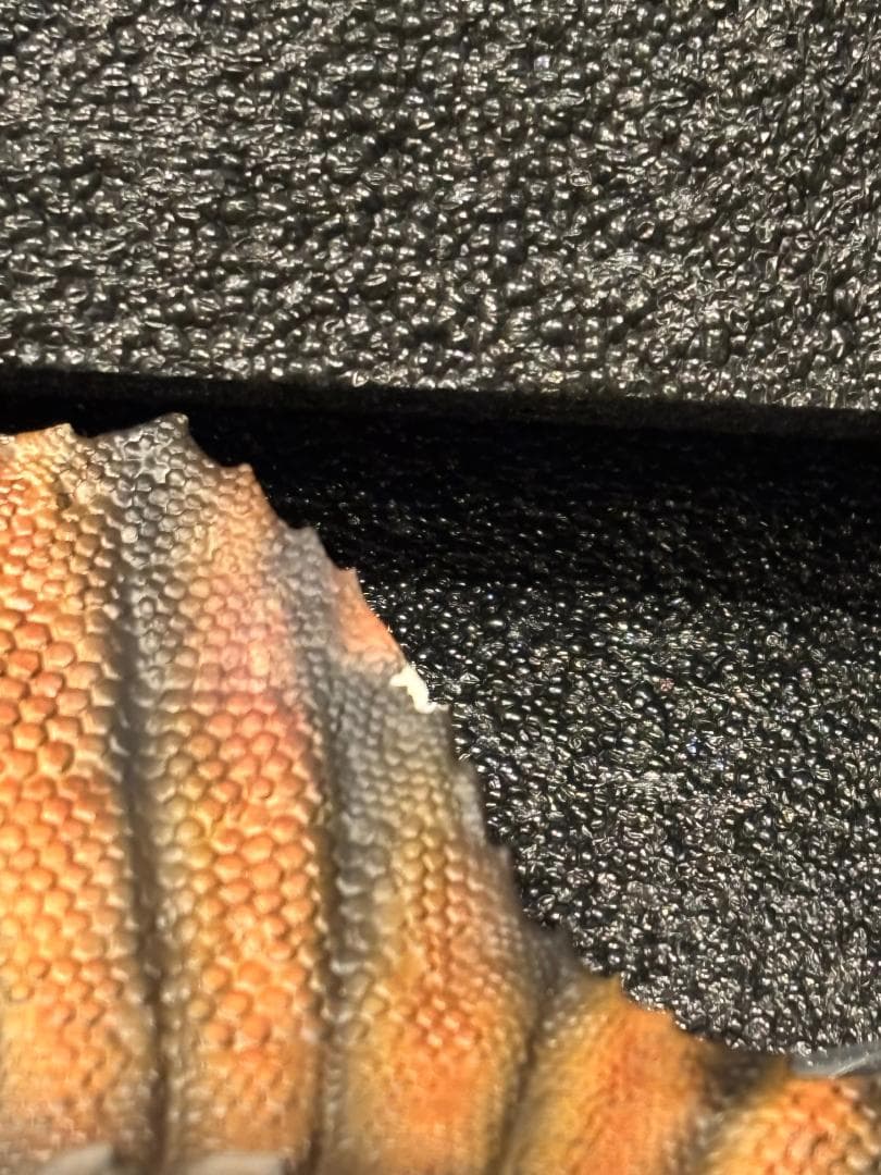 訳あり DINO DREAM 1:30 スピノサウルス 恐竜 フィギュア 模型