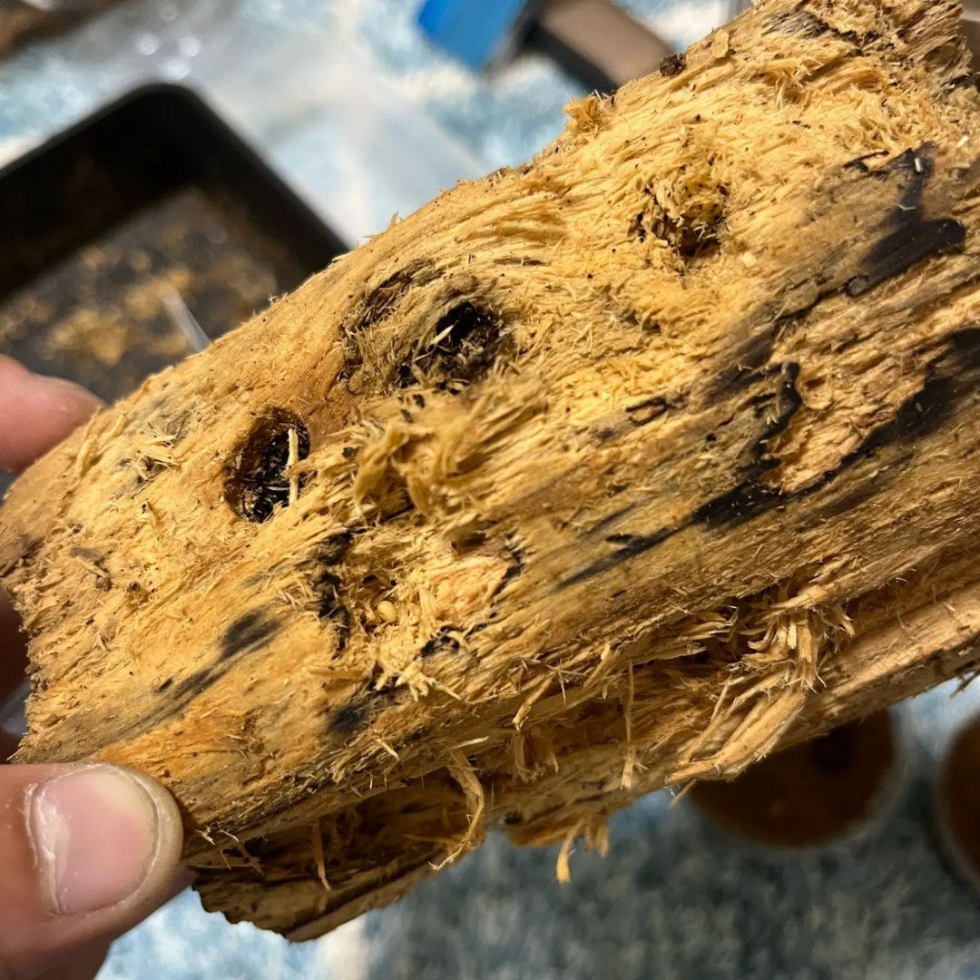 やふおく・BASE等では、飛ぶ様に売れております。バクテリア材 難産種にどうぞ。