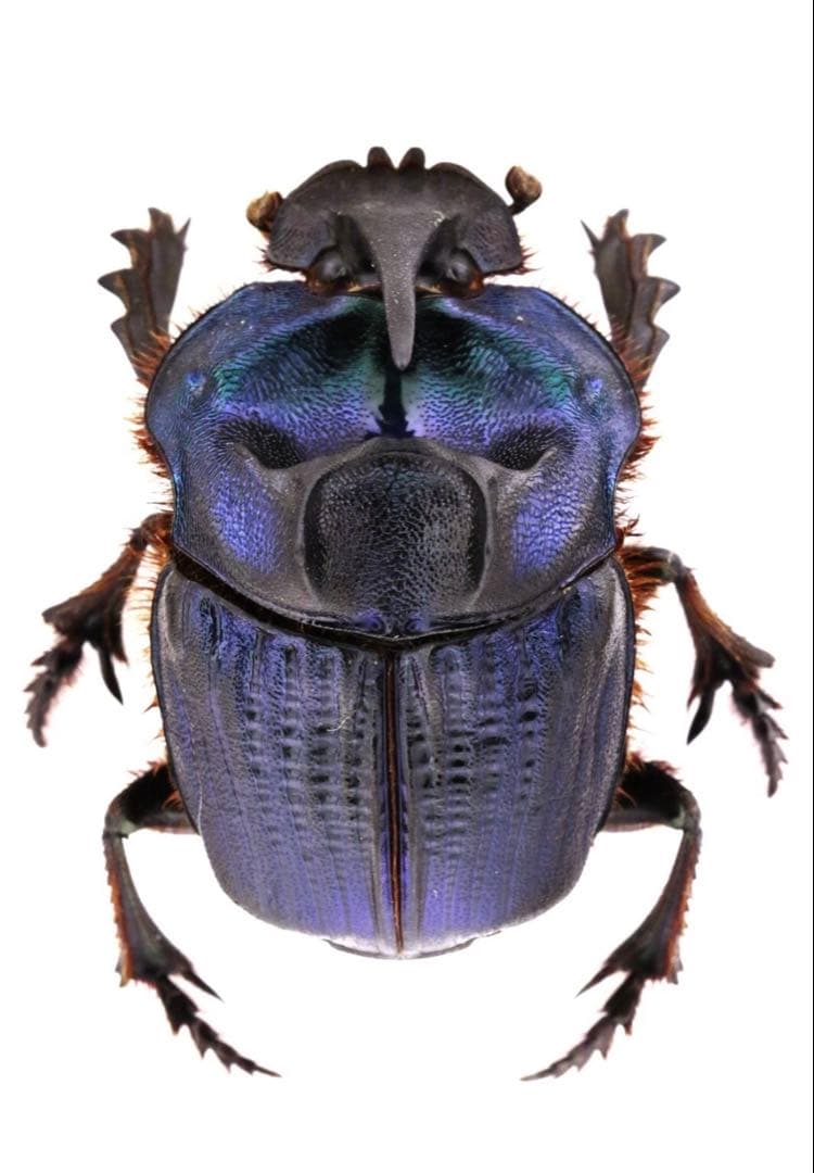 ボナリエンシスオオニジダイコクpr　ブルー系　大型　パッキング標本