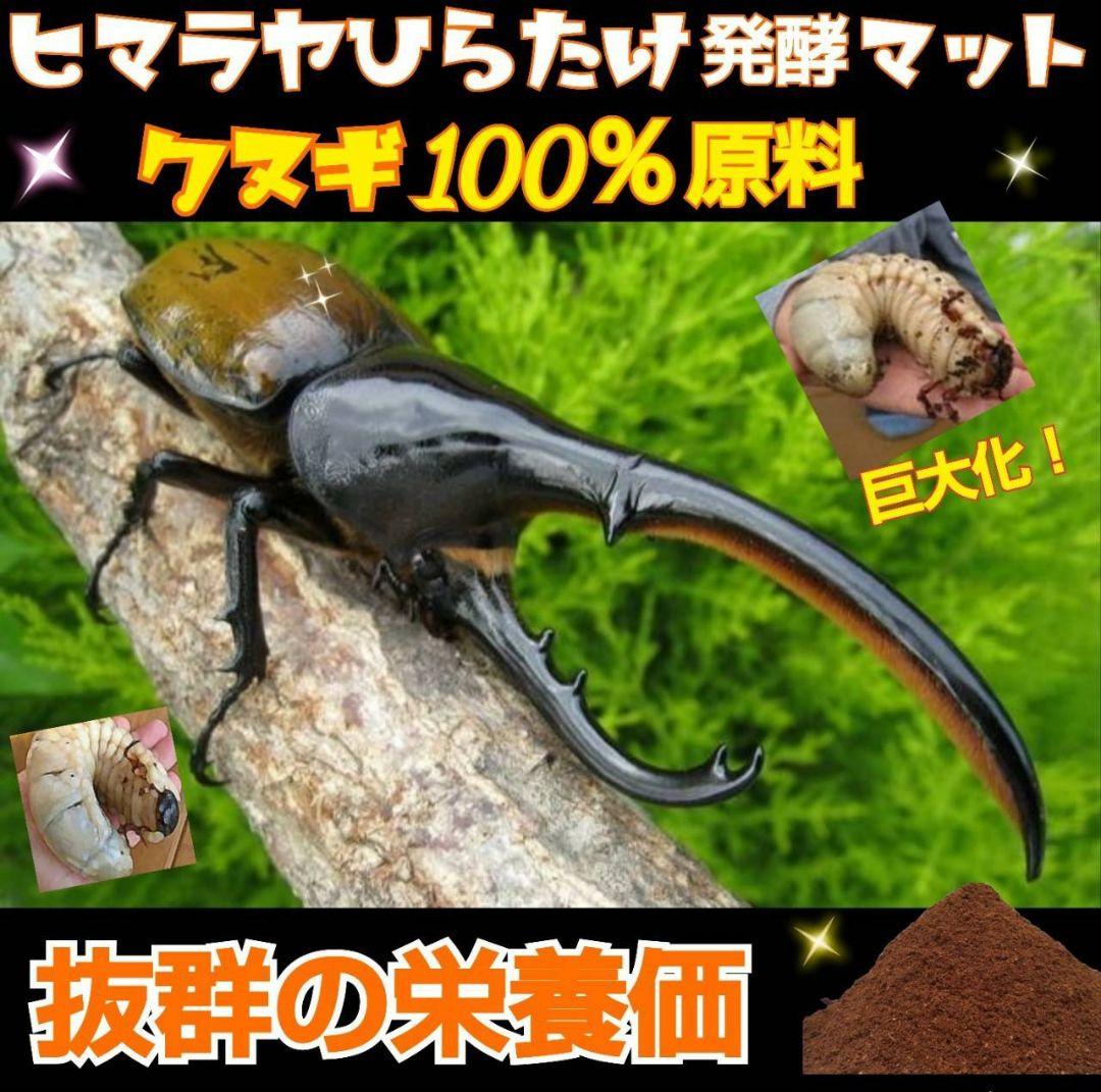 カブトムシ幼虫が大きくなります！ヒマラヤひらたけ発酵マット【6袋】雑虫わかない！