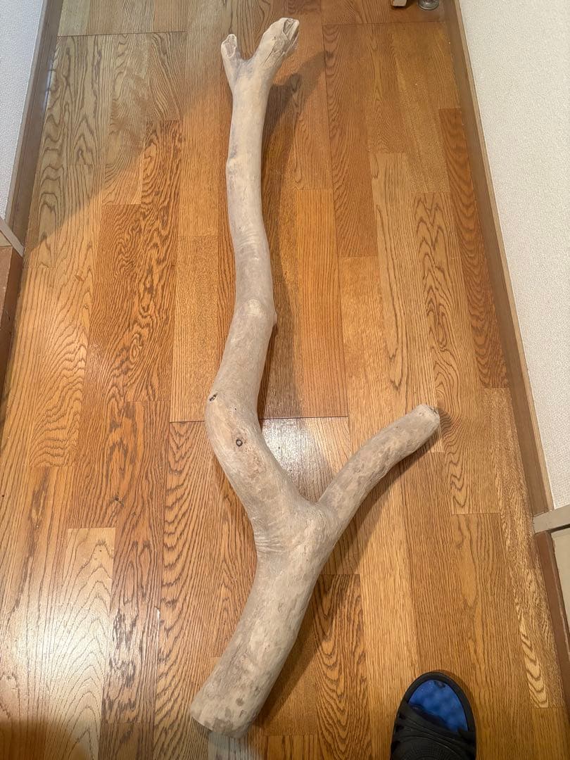 G7 流木　灰汁抜き処理済み　美肌美白特大流木122cm