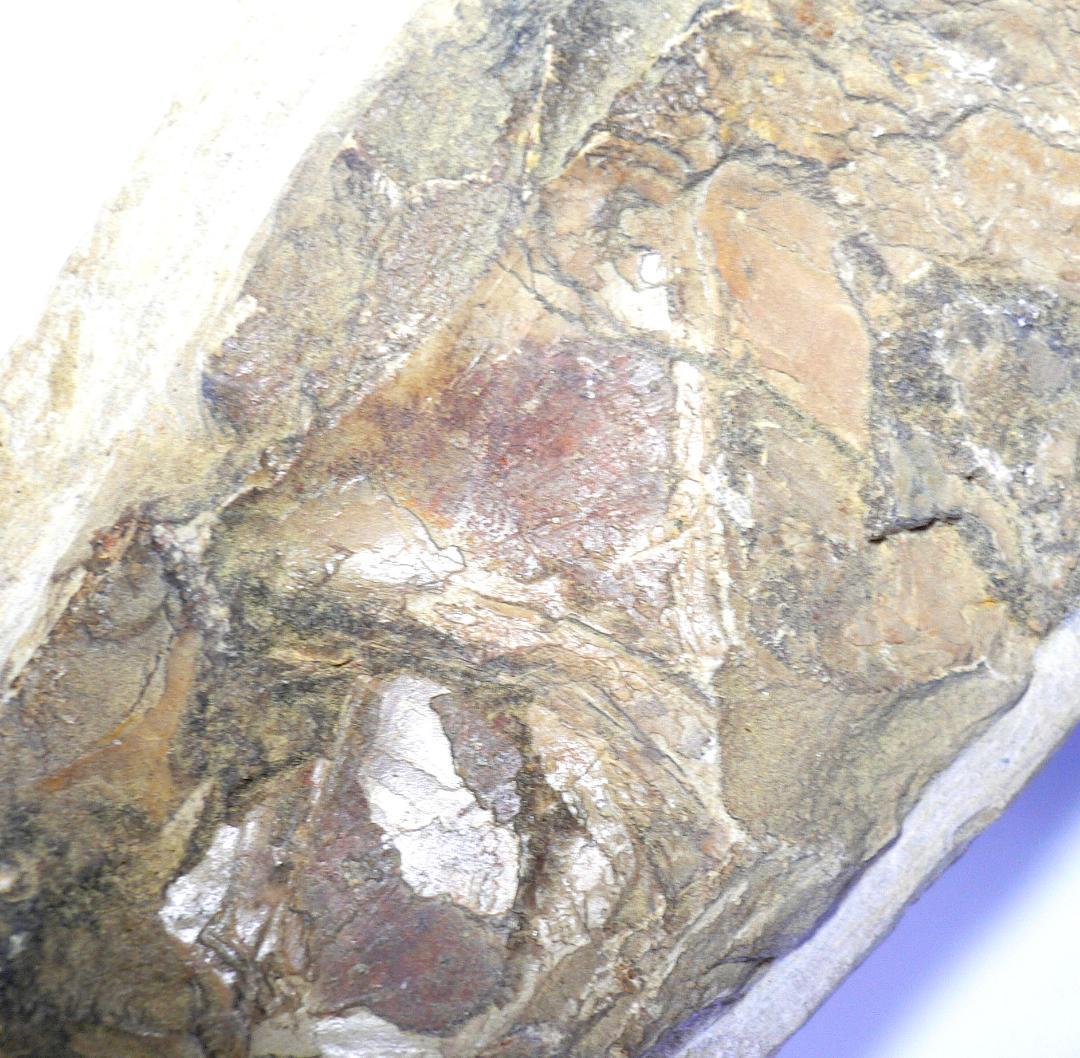 値下げしました！　ブラジル産のレアな古代魚の化石