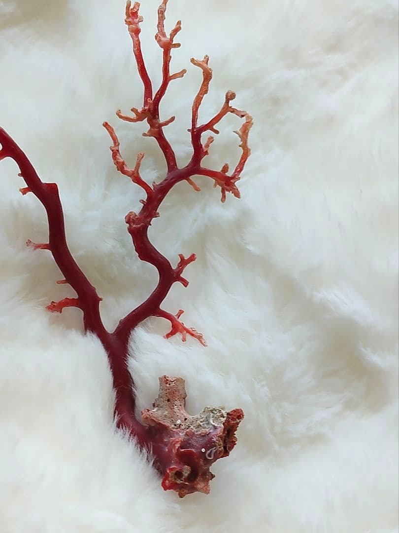 珊瑚　さんご　ヴィンテージ　アンティーク　レトロ　日本　高知県産　土佐沖　原木