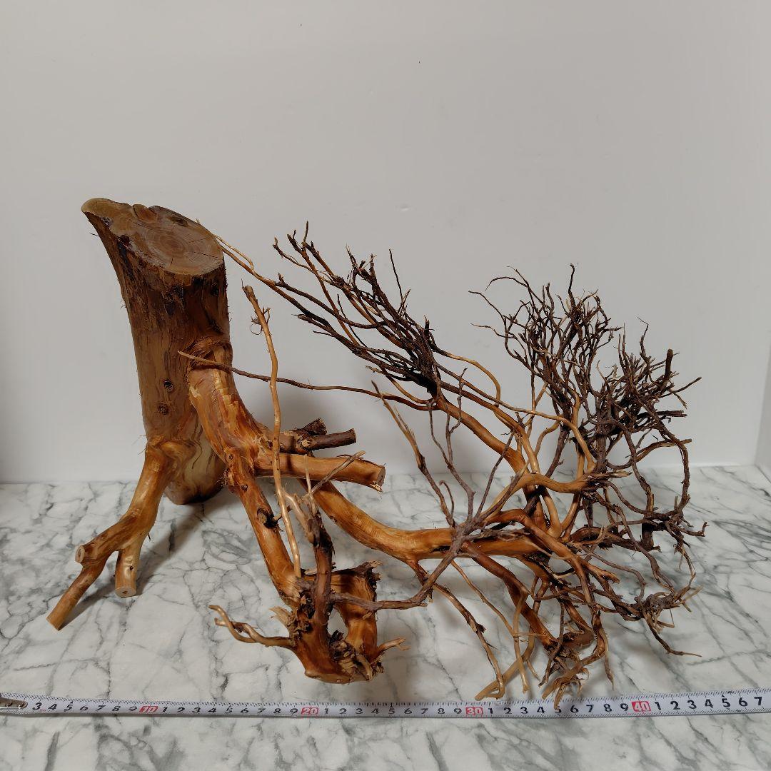 アク抜き済み流木【17】セール