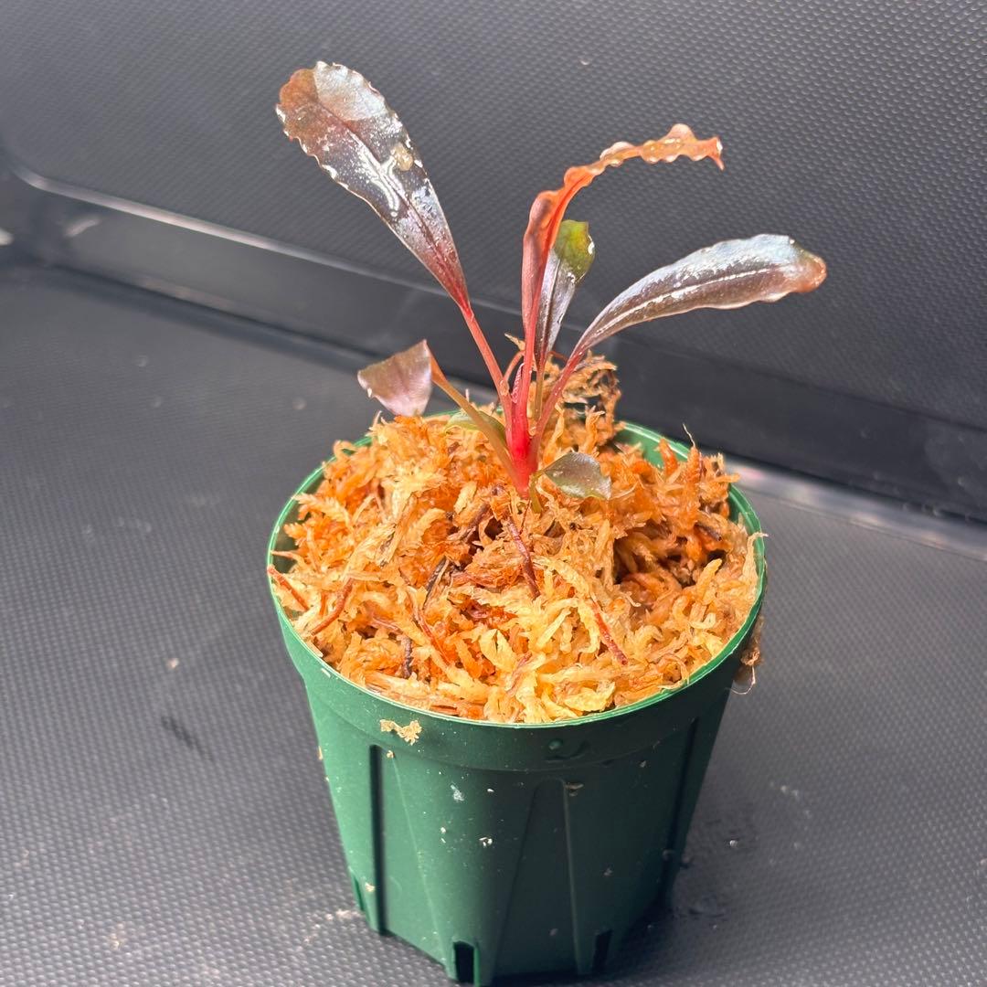 yuki様　検討用　ブセファランドラ sp. ブラウニーゴースト ナカモト