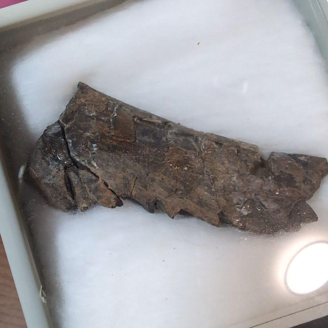 本物　恐竜　ドリオサウルスの肋骨化石　ワイオミング　ラベルケース付き