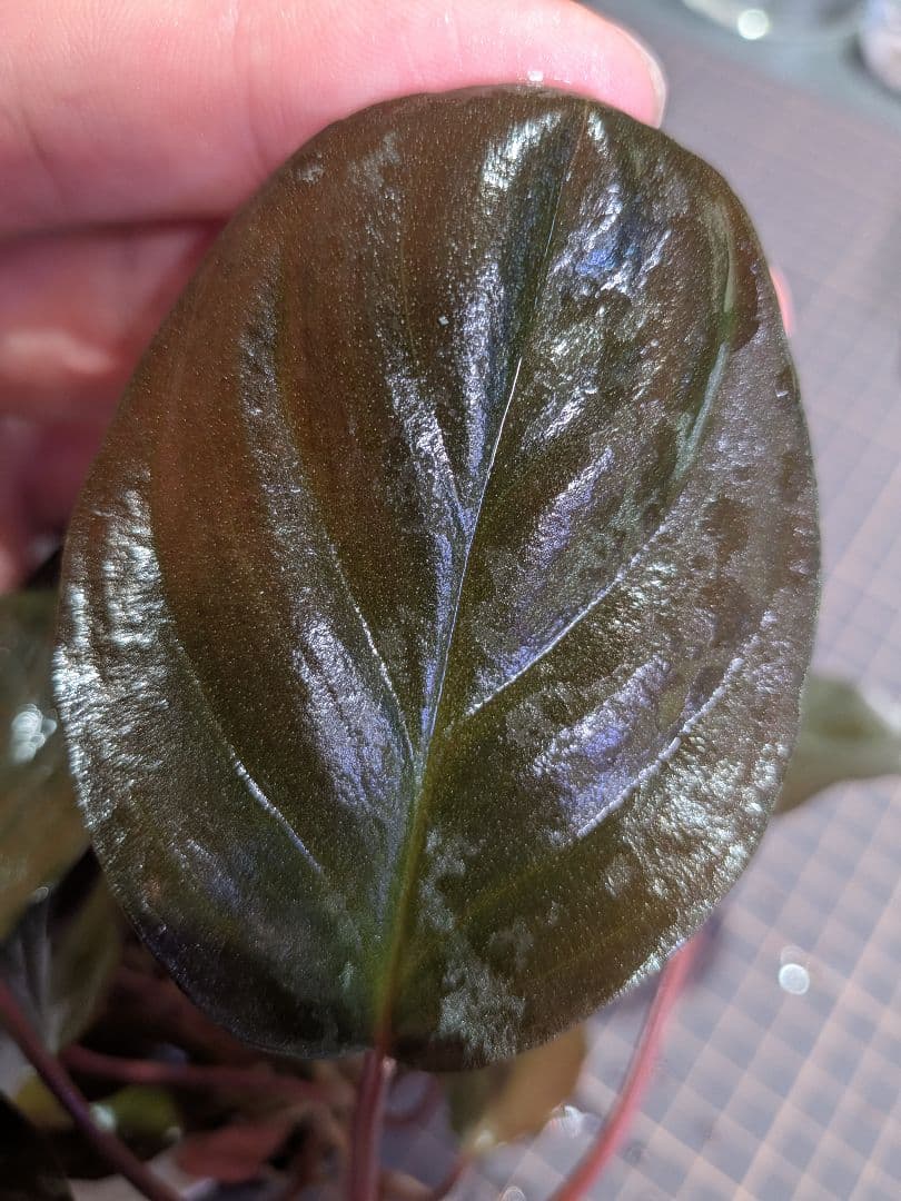 Homalomena sp.Laputa from Batang 正規タグ付き