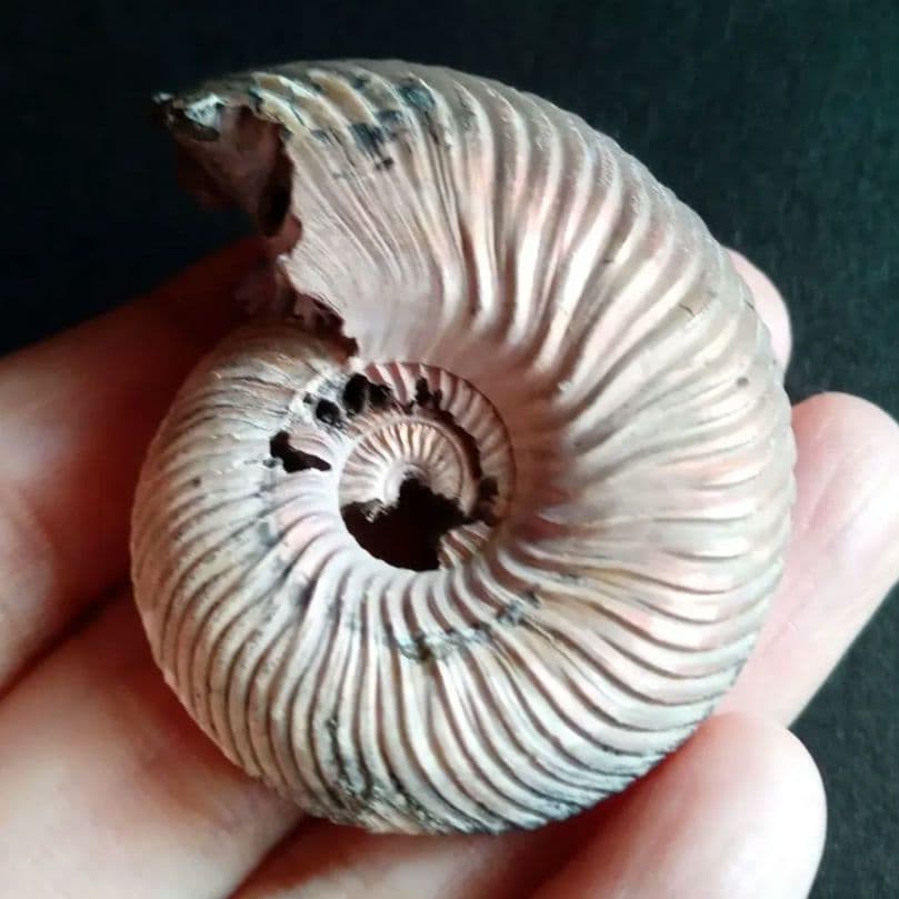 化石　骨格　アンモナイト　50mm　極美麗標本