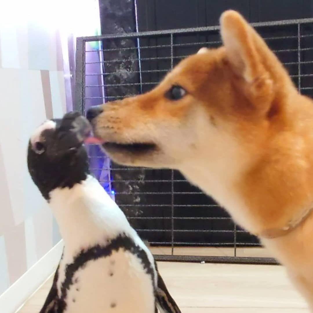 ケープペンギンの爪