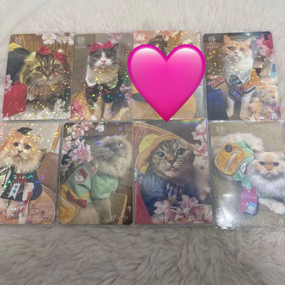 【猫カフェMOCHA 】モカラウンジ新宿店 2025年 春 Spring トレカ
