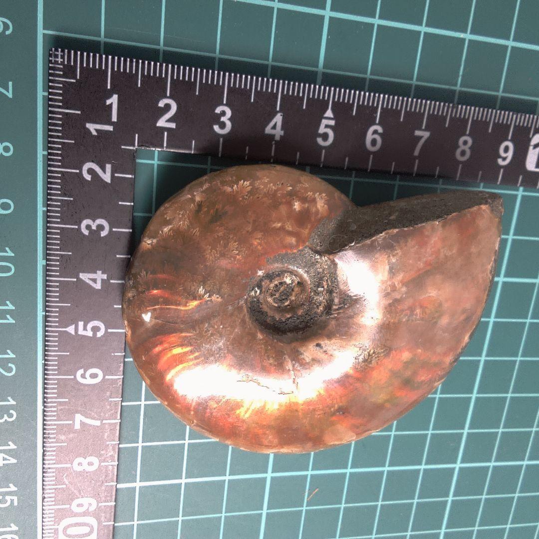 小物１ アンモナイトの化石