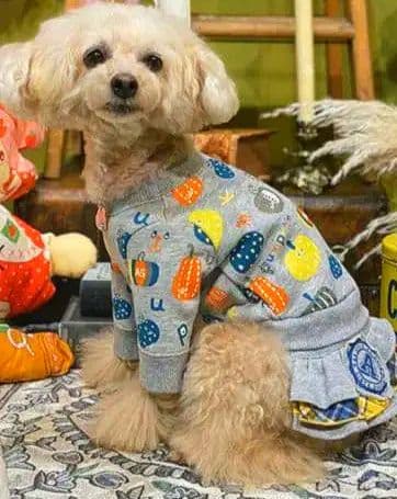 カボチャチャ＋パッチネオンスカート　アズノゥアズデワンasknowasdewan