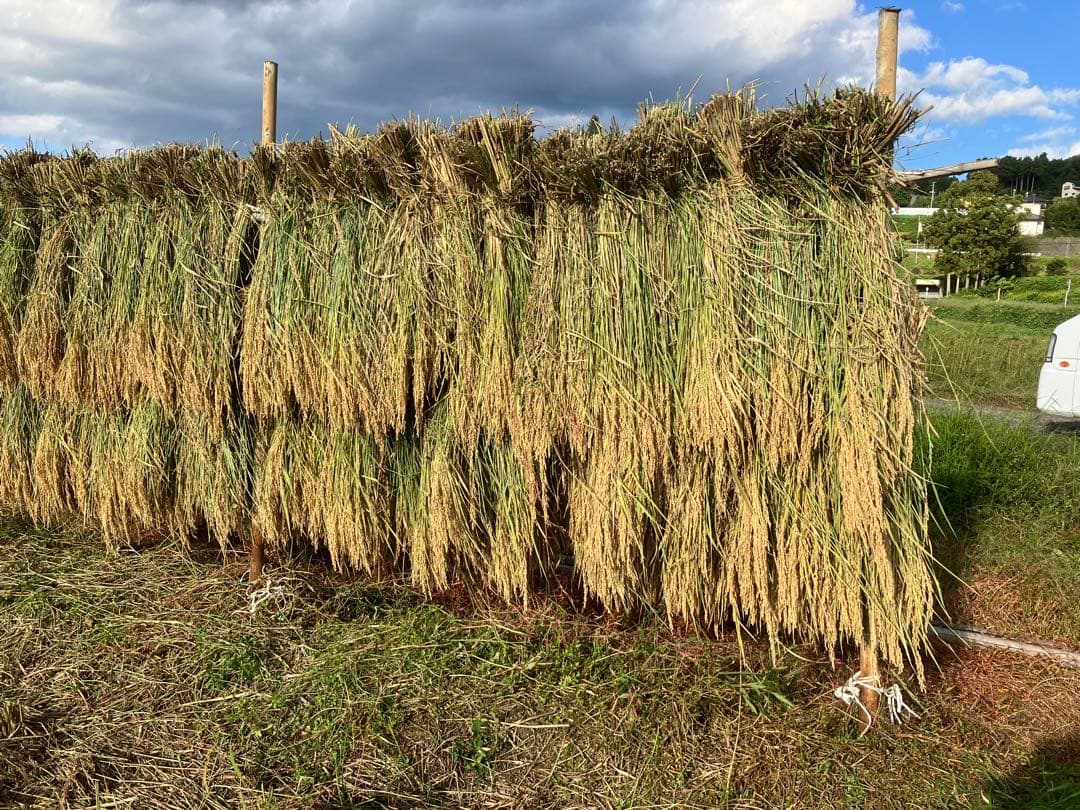【R7年10月2日刈取り】無農薬稲わら 【有機栽培約14kg】岩手県一関市発