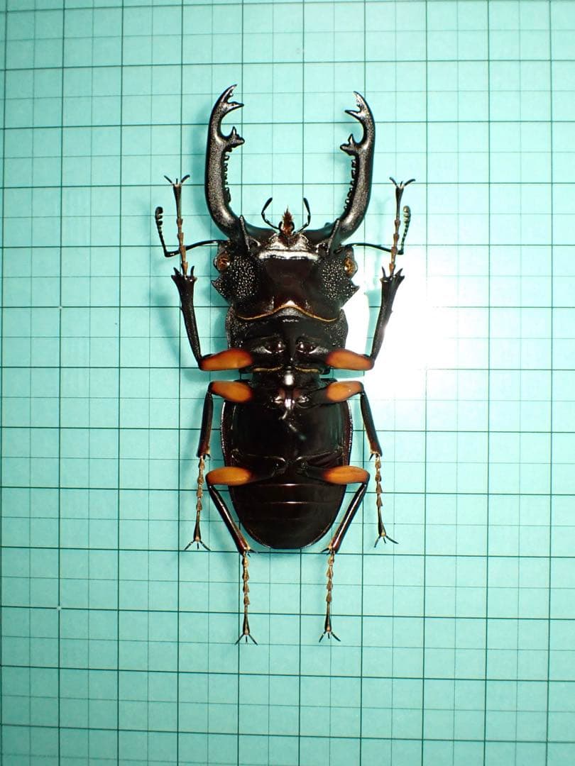 【標本】インペリアリスツヤクワガタ　パラワン島産　69.1ミリ　野外品