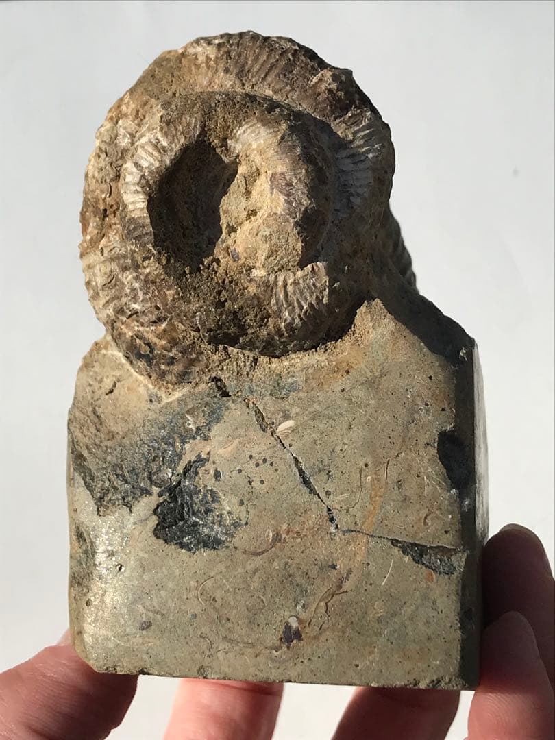 【限定出品】マダガスカル産　異常巻きアンモナイト化石（ノストセラス）　稀少