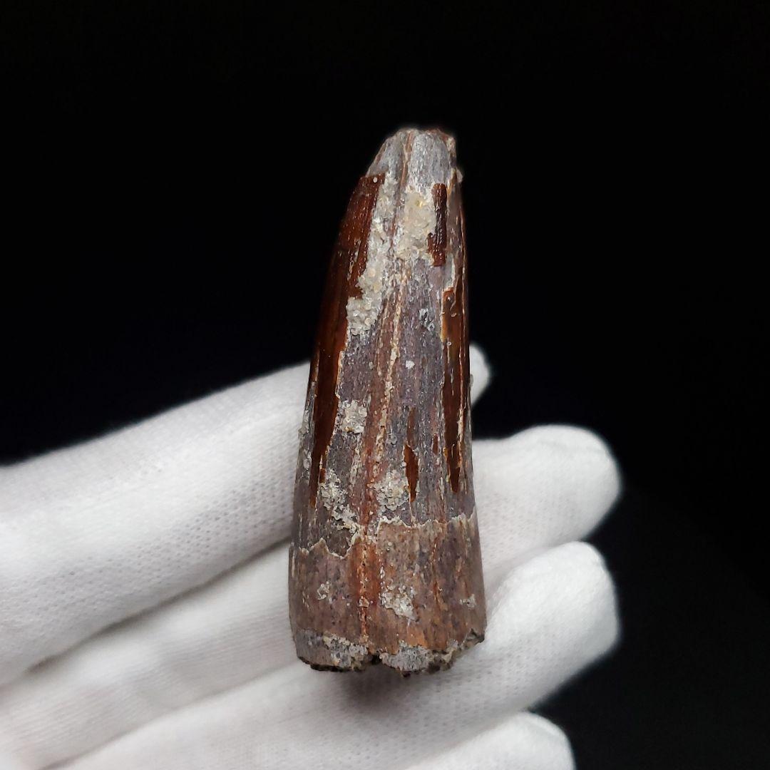 スピノサウルス 本物 モロッコ産 46.23mm sp469