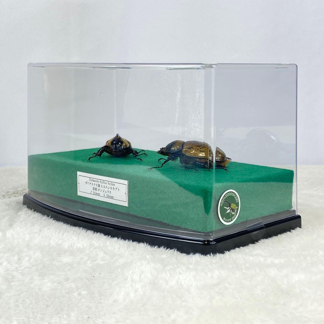 【ペア】ヒルスシロカブトのオブジェ（標本）