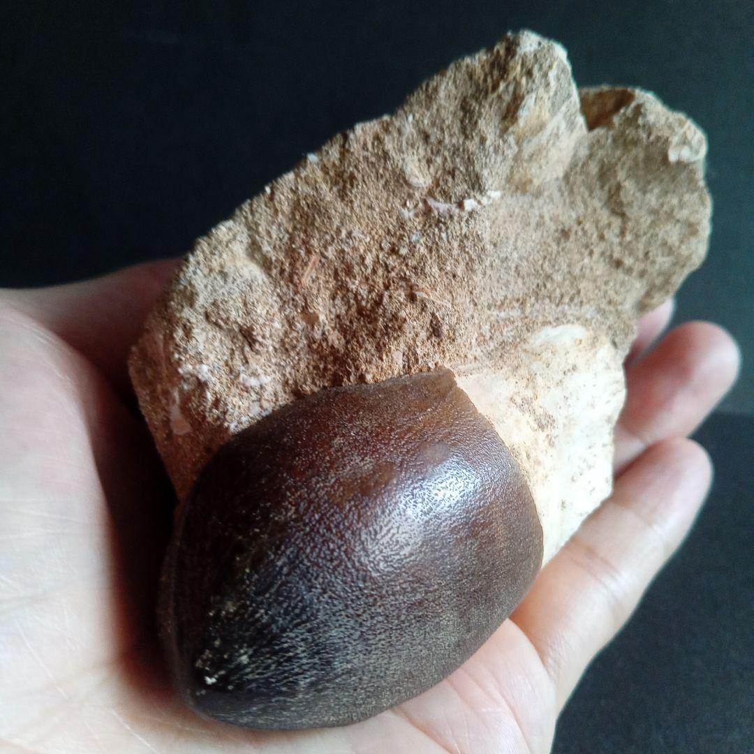 恐竜　歯化石　モササウルス　特大歯　極美麗