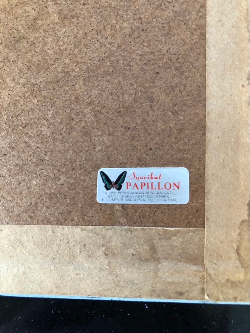 値下げ‼️蝶の標本 15種 Papillon製