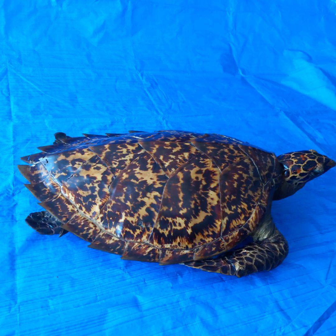 ④うみがめ〚タイマイ〛の剥製　 　壁掛けフックつき