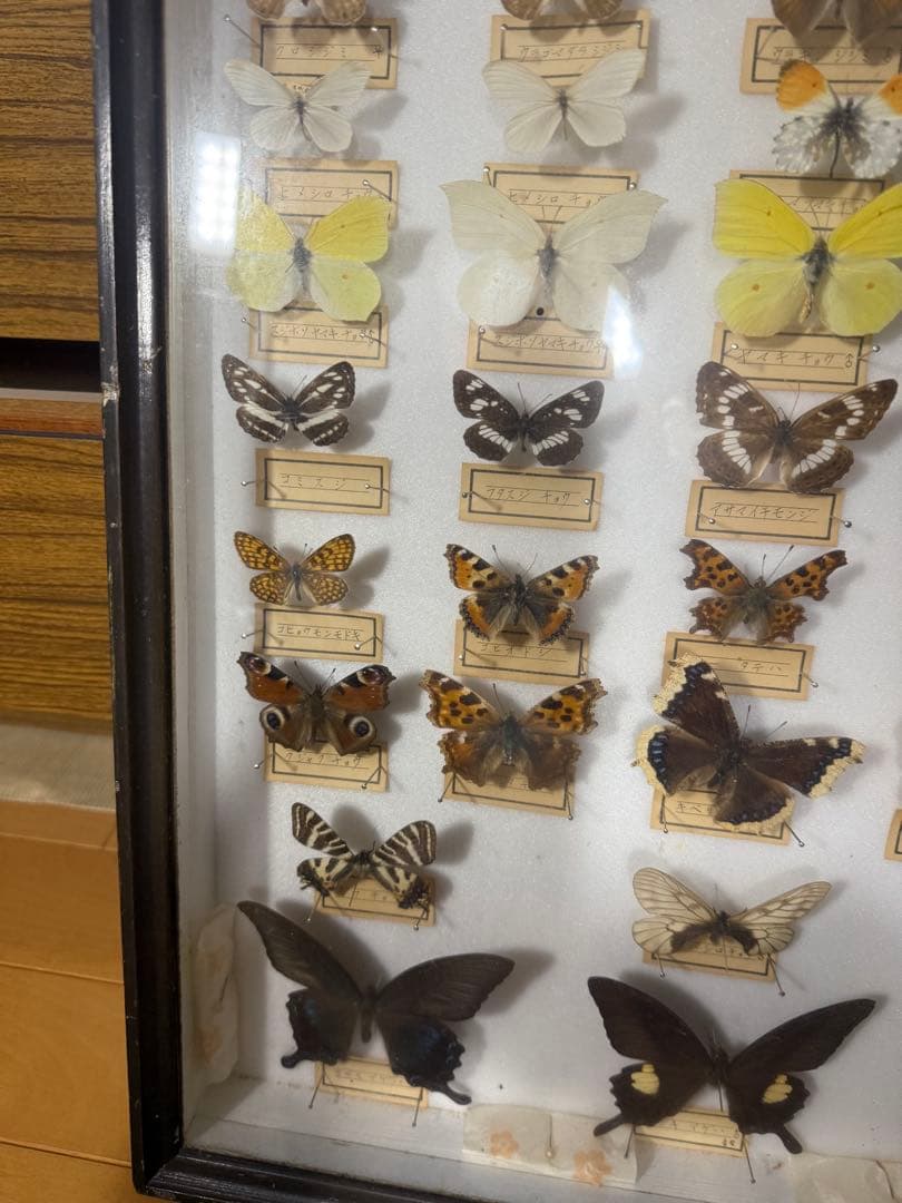 蝶の標本 2ケースセットまとめ売り
