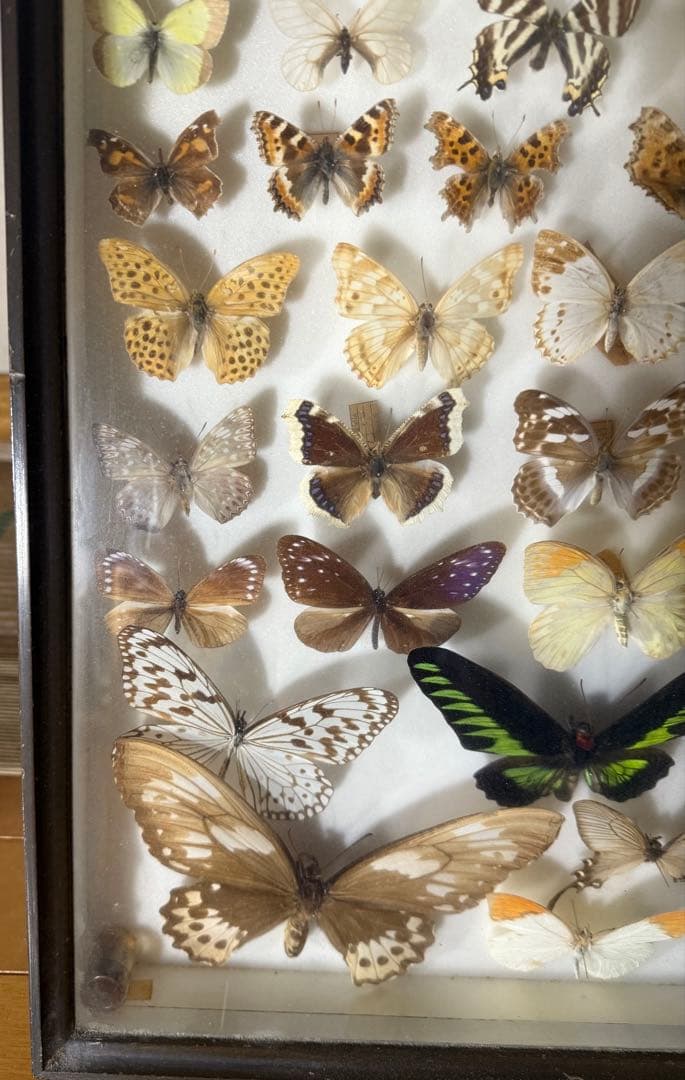 蝶の標本 2ケースセットまとめ売り