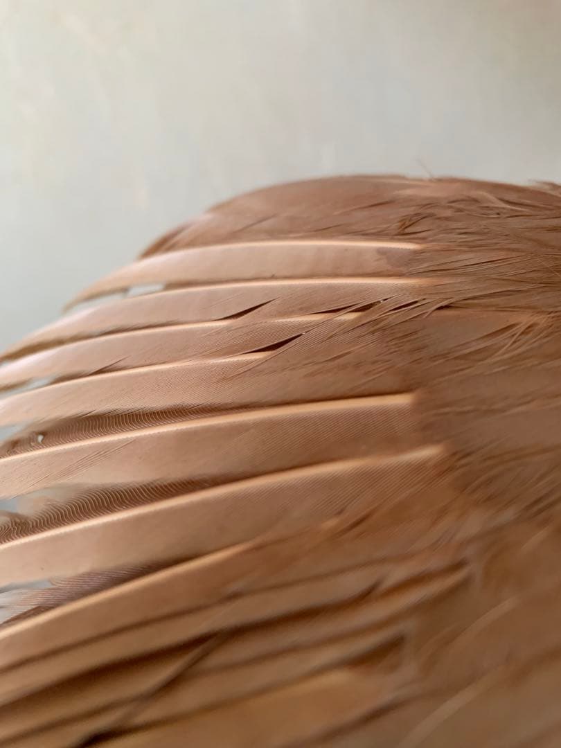 風鳥 極楽鳥 剥製 インテリア アンティーク レトロ ヴィンテージ アート