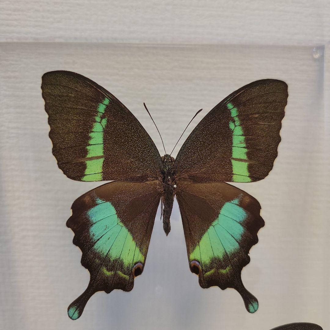 蝶の標本　インドの珍しいアゲハチョウ(A1)