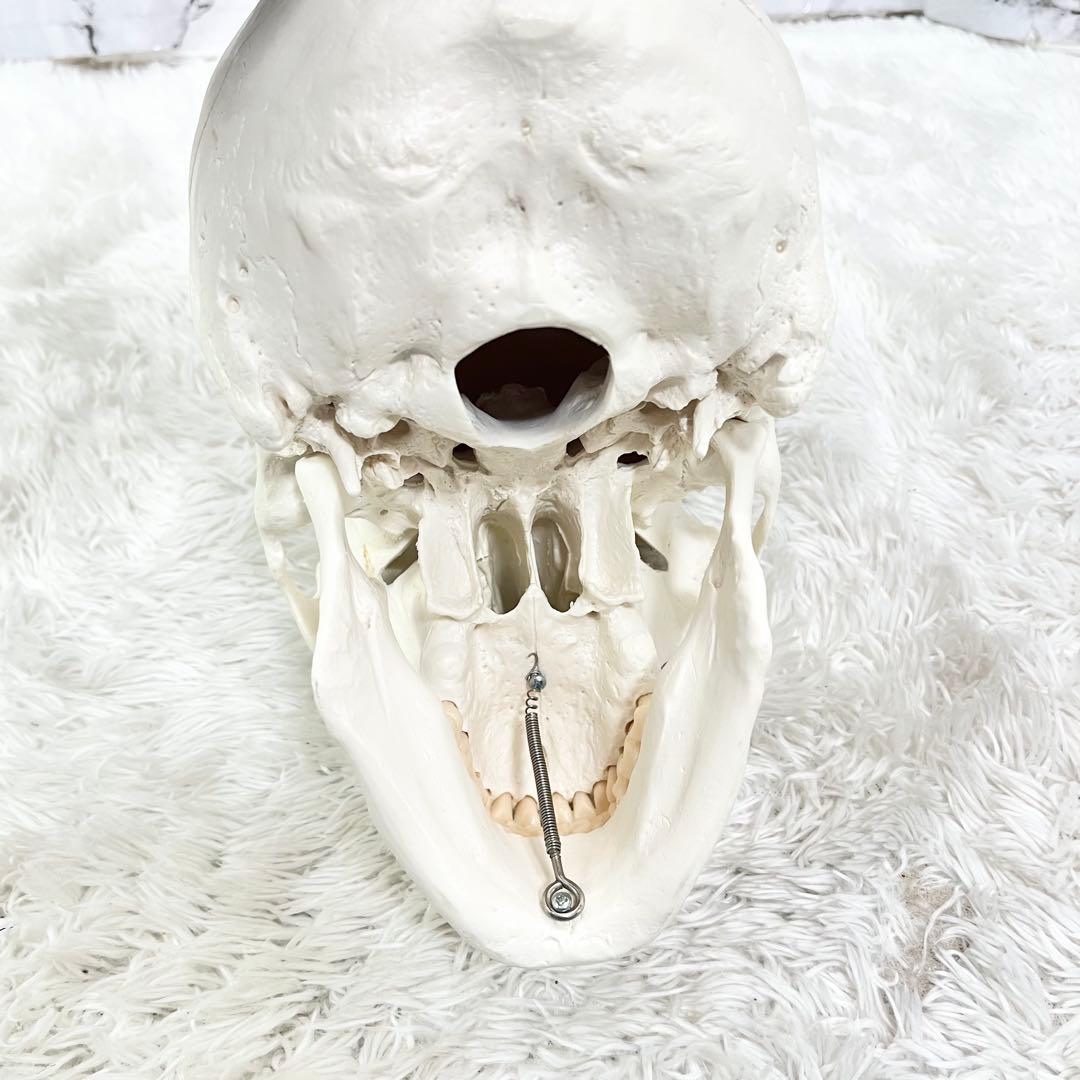 3B Scientific GmbH 頭蓋骨 模型 医学 骨標本 ドイツ製